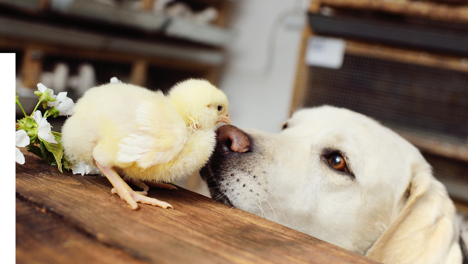 Couv compassion